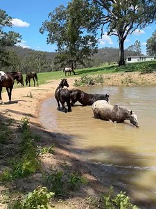 Silver (Moonshine Silver Cloud) our grand dam , having a cool off session 💦 | Iron Horse Appaloosa Stud