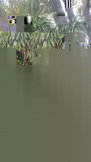 2.9K views · 107 reactions | Scarlet macaw #scarlet the scarlet...