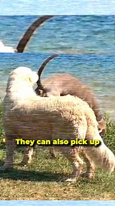 4.5K views · 63 reactions | From tail-wagging to crotch-sniffing, dogs have their own way of communicating Discover the real meaning behind this common dog behavior  #dogbehavior #dogpsychology #dogfacts #dogowner #dogcommunication #doglanguage | PetLab Co. | Facebook