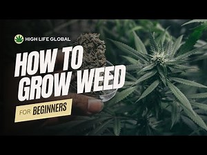 How to Grow Cannabis for Beginners | Growing Weed
