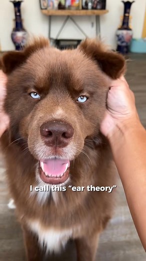 “ear theory” #redhusky #siberianhusky #dogsoftiktok | Kovubp