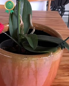 115 reactions | EN: 粒 Homemade Way Tips Ep.1 – Speed‑cleaning hack...