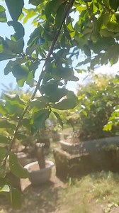 1.3K views · 40 reactions | Mansanitas #fruits #fruitlover #FruitBearingTrees #fruitbearingplants | Garden/Farm Of Danie Sam | Facebook