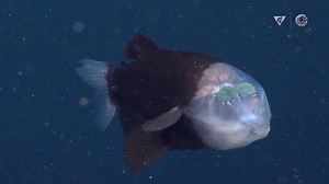 Fascinating Deep Sea ROV Footage of a Barreleye Fish With Glowing Tubular Eyes and Transparent Head