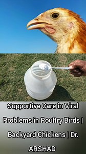 Supportive Care in Viral Problems in Poultry Birds | Backyard Chickens | Dr. ARSHAD #ViralDiseases | Dr. Arshad Veterinary Clinic