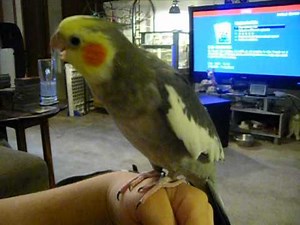 Male Cockatiel talking and singing