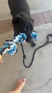 🐾 Meet Poppy, a 1-year-old Lab/Pit mix looking for her forever home! 🏡 Poppy is a lovely girl who is spayed, up to date on her vaccinations, and kennel-trained. She has a calm demeanor around larger dogs, but we feel she would thrive best as the only pet in the household, as she is yet to be tested with smaller dogs. We are urgently seeking a loving home for Poppy, as we may have to take her to the shelter in the next two weeks if we don’t find the right fit. Please help us avoid this! 🙏 Popp