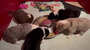 Prim x Spud pups first meal. | Contact Point Border Collies