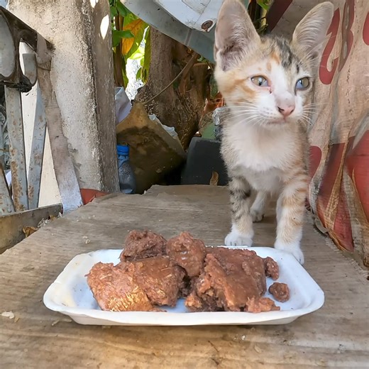 9.2K views · 255 reactions | Kitten at here eat only one kitten #kitten #cat #ឆ្មា #កូនឆ្មា #TheGohanAndcats | The Gohan And Cats | Facebook