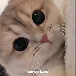 Super Cats on Reels