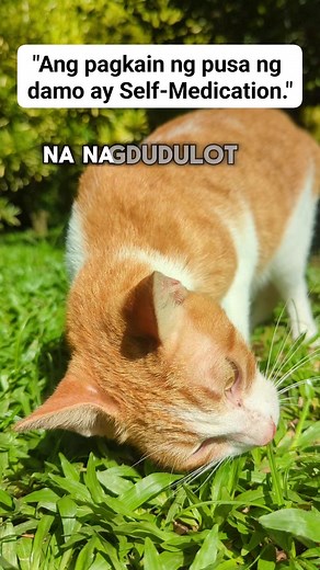 95K views · 1.5K reactions | Kapag ang pusa ay kumakain ng damo,...