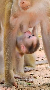 Sweet Monkey Mom with Newborn Baby Monkey | Love Monkey