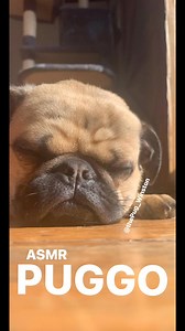 Some pug ASMR for your morning | Winston The Pug