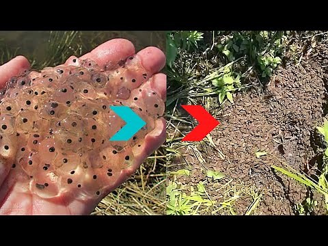 The Frog Army Disaster - 1 Million Frogs raised and released into your community?