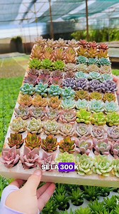 11K views · 100 reactions | Thử ngay combo mini dọn vườn này nha cả nhà 浪 #sondagarden #cactus #senđá #xuongrong #xươngrồng #senda #Senđáviệtnam #succulents | SONDA Garden - Vườn sen đá Đà Lạt | Facebook