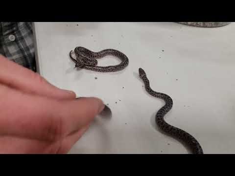 Spotted pythons AND??????