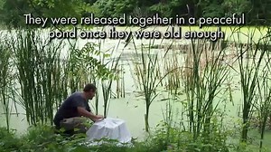 3.6K views · 283 reactions | Just a group of young adult wood ducks...