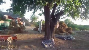 19K views · 334 reactions | Masha Allah 1986 Owner Admin Punjab Tractors 43 Group Mahmood Zeeshan Shani Fakaray Chakwal | Punjab Tractors | Facebook