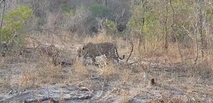 Male leopard Hosana on the move | Africa Journey Nature Experience