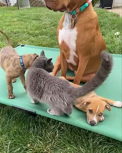 Callie and Levi are cat friendly I guess 😭😭 | Philly Bully Team