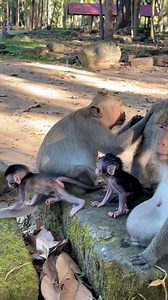 456K views · 7K reactions | All baby is walking, love baby monkey | Wild - Monkeys | Facebook