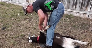 How to flip a goat