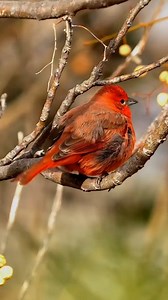The Hepatic Tanager #HepaticTanager #birdwatching | Facetory