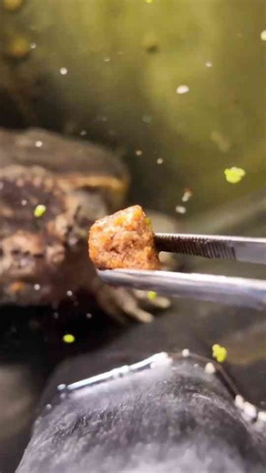 Meet Bowser, My Snapping Turtle Companion