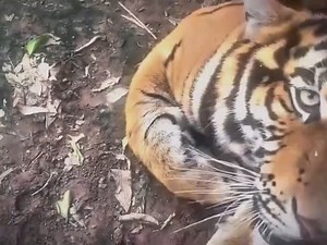 4.9K views · 70 reactions | Bro I am not cat  | Shadows彡 | Facebook