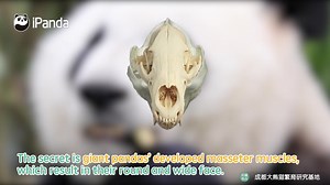 3.1K views · 1.3K reactions | Why do giant pandas have such broad faces❓  #PandaQA #FunFactsAboutPanda | iPanda | Facebook