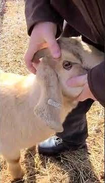 How To Check Your Livestock For Parasites