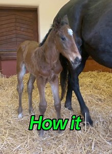 The story continues... The Team Valor way.. Winning! #teamvalor #winning #winners #horseracing #horses #foal #breeding #studfarm #heros #tchalla #blackpanther | Team Valor International