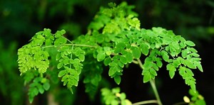 7 health benefits of malunggay leaves and 3 ways to use moringa oleifera | theAsianparent Philippines