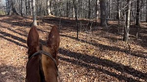 2.3K views · 49 reactions | Creek crossing with SLIDER , TEETER AND WRANGLER | Max Bishop | Facebook