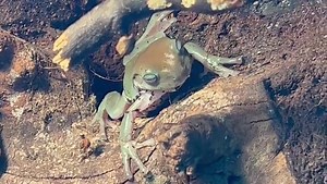 11 reactions | Blue  Eyed  Whites Tree Frogs  We currently have a few Juveniles of these in store. These are a great species to own with relatively easy care requirements & big appetites! 聯 #whitestreefrog #whitestreefrogs #whitestreefrogsofinstagram #dumpyfrog #dumpytreefrog #australiantreefrog #treefrog #treefrogs #frog #frogs #frogsofinstagram #amphibian #amphibians #amphibiansofinstagram #litoriacaerulea #reptile #reptiles | Exeter Exotics | Facebook