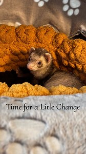 Rearranged the ferret room last night, it was time for a little change 🥰 . . . . . #ferrets #ferretlife #ferretmom #cuteferrets #mykidshavepaws #spoiledpets #happypets #timeforachange | Ferrettails