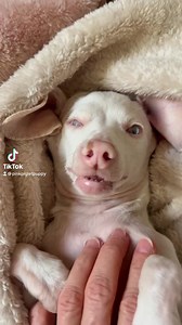 It's been over 5 years and I still look forward to reconnecting with this tiny pink dog every single morning, for yet another extra special day! Love him!💕 . . . . #pinkpigletpuppy #love #pinkdog . . . . Image- Piglet lying on his back on a cream colored blanket, waking up, his nose twitching. | Piglet, the deaf blind pink puppy.