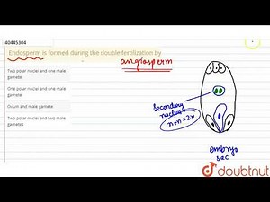 Endosperm is formed during the double fertilization by
