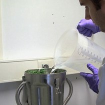 Video: Preparation of Chloroplast Sub-compartments from Arabidopsis for the Analysis of Protein Localization by Immunoblotting or Proteomics