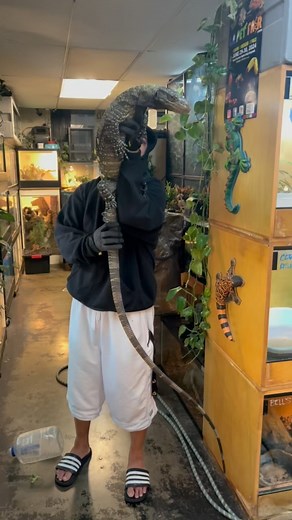 3.4K views · 14 reactions | Bamboo female crocodile monitor (Varanus Salvadorii) the longest monitor found in Indonesia. Tree and land monitor lizard. #bamboo #female #crocodile #monitor #varanussalvadorii #reptilekeeper #monitorlizards #reptilesofinsta #reptilesofig #lizard #lizardsofig #pet #animallovers #fyp #trending #trendingreels #viral #viralvideos #video #view #followers #insta #instagood #instagram #JTKReptiles | JTK Reptiles | Facebook