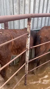 3RD UPDATE: We were able to get much better photos of the remaining babies, please look to the comments. We got them another extension, but we’ve been told the hard deadline for *everyone* is 4/15. I believe we have enough in donations to cover their bails if they go to an approved 501c3. THEY ARE ALMOST OUT OF TIME!!! The palomino yearling colt and Gypsy x filly have both been adopted. _____________________________ 2ND UPDATE: ‼️DONATION ALERT FOR APPROVED 501(c)3 non-profit rescues!!‼️ We have