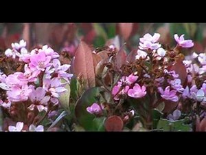 WinDV-captured AVI from 16x9 miniDV NTSC camcorder (test 1)