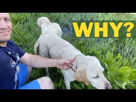How do Dogs Mate and Why do Dogs Get Stuck After Mating