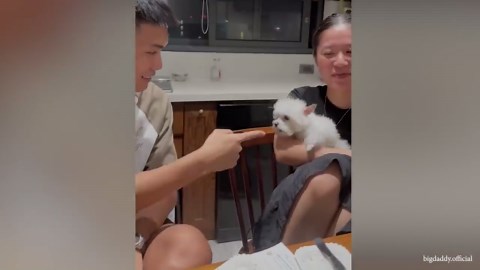 How a dog finds his forever spot in your heart