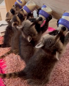 Little raccoon hands make everything so cute 🥺🦝 | Tyla