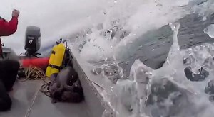 19K views · 22 reactions | Man fishing gets boat knocked over by orca. A man fishing was caught off gaurd when a seal jumped in his boat. This unexpected surprise led to quite a scare when an orca tipped the boat while trying to eat the seal. Luckily a nearby boat was able to rescue the man from the waters. This video was created using AI and is for your entertainment only. | Chick Norris | Facebook