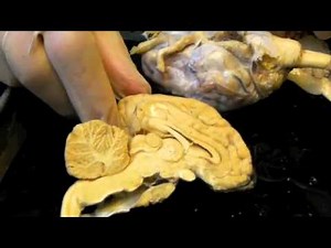 HACC(Lancaster)Anatomy, sheep brain dissection