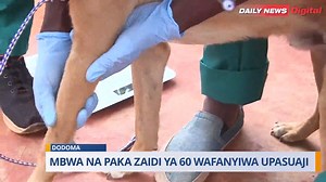 11 reactions | DODOMA: Habari Kuu leo Machi 22, 2024, Mbwa na Paka zaidi ya 60 wafanyiwa upasuaji. | HabariLeo | Facebook