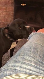 92 reactions · 11 comments | This one just licks until you pay attention to her. She would have given me a full leg bath if I let her. #littleweirdo  | Sweet Eva and Friends | Facebook