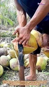 Coconut Husk Removal with Traditional Spiked Tool